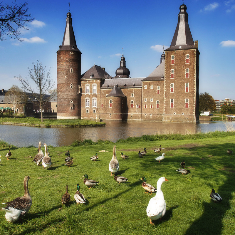 Eendjes op een grasveld voor Kasteel Hoensbroek