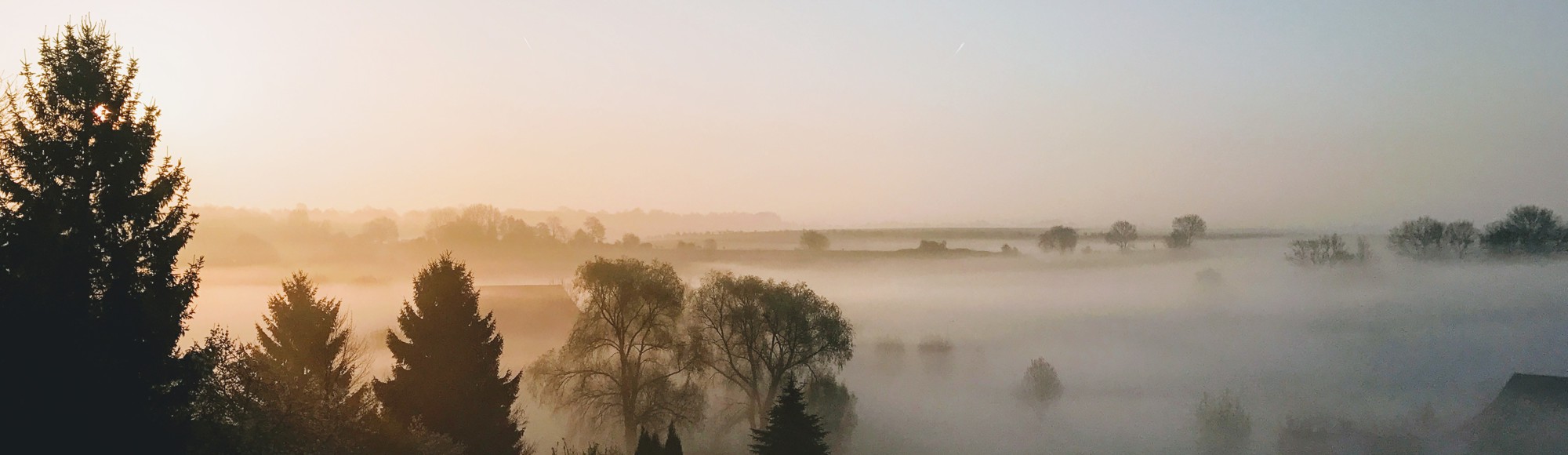 Uitzicht over een bos met mistige ochtenddauw