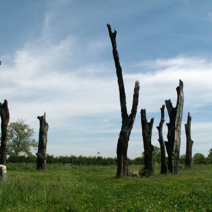 Verschillende bomen staan in een heksenkring bij elkaar in een weiland