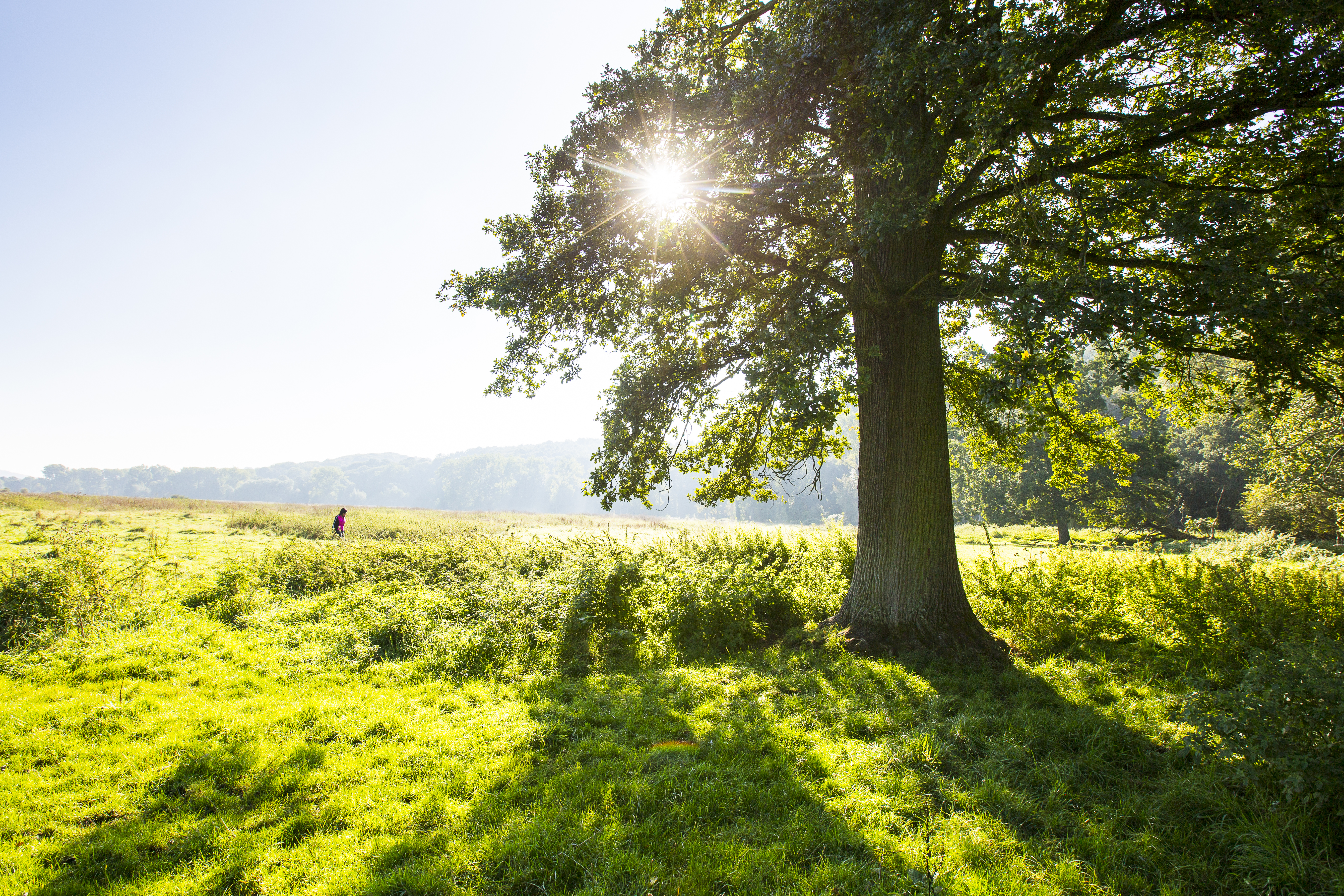 Ingendael